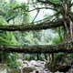 Illustration for article titled This Bridge Is Alive